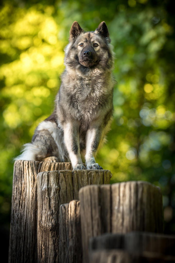 Playground Wolf 