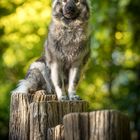 Playground Wolf 