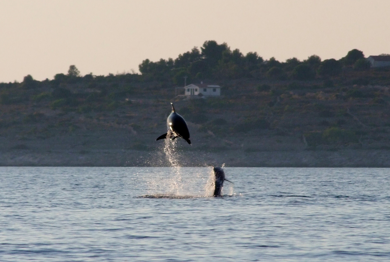 PLAYING DOLPHINS IN THE ADRIATIC SEA...