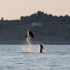 PLAYING DOLPHINS IN THE ADRIATIC SEA...