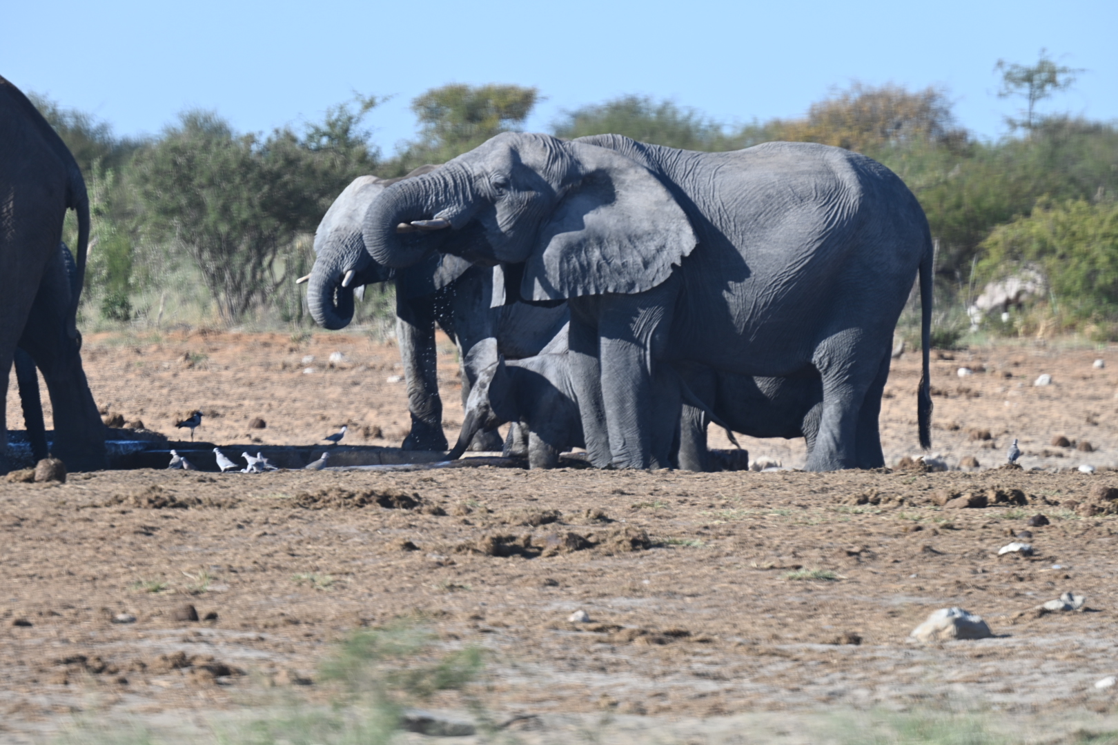 Playing Elefants 