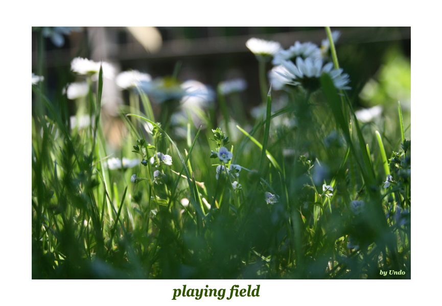 playing field