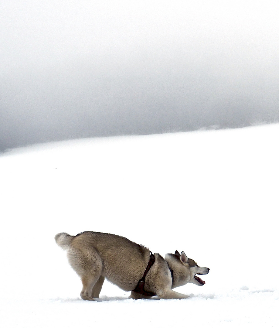 playing husky