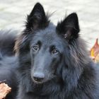 Playing in autumn leaves