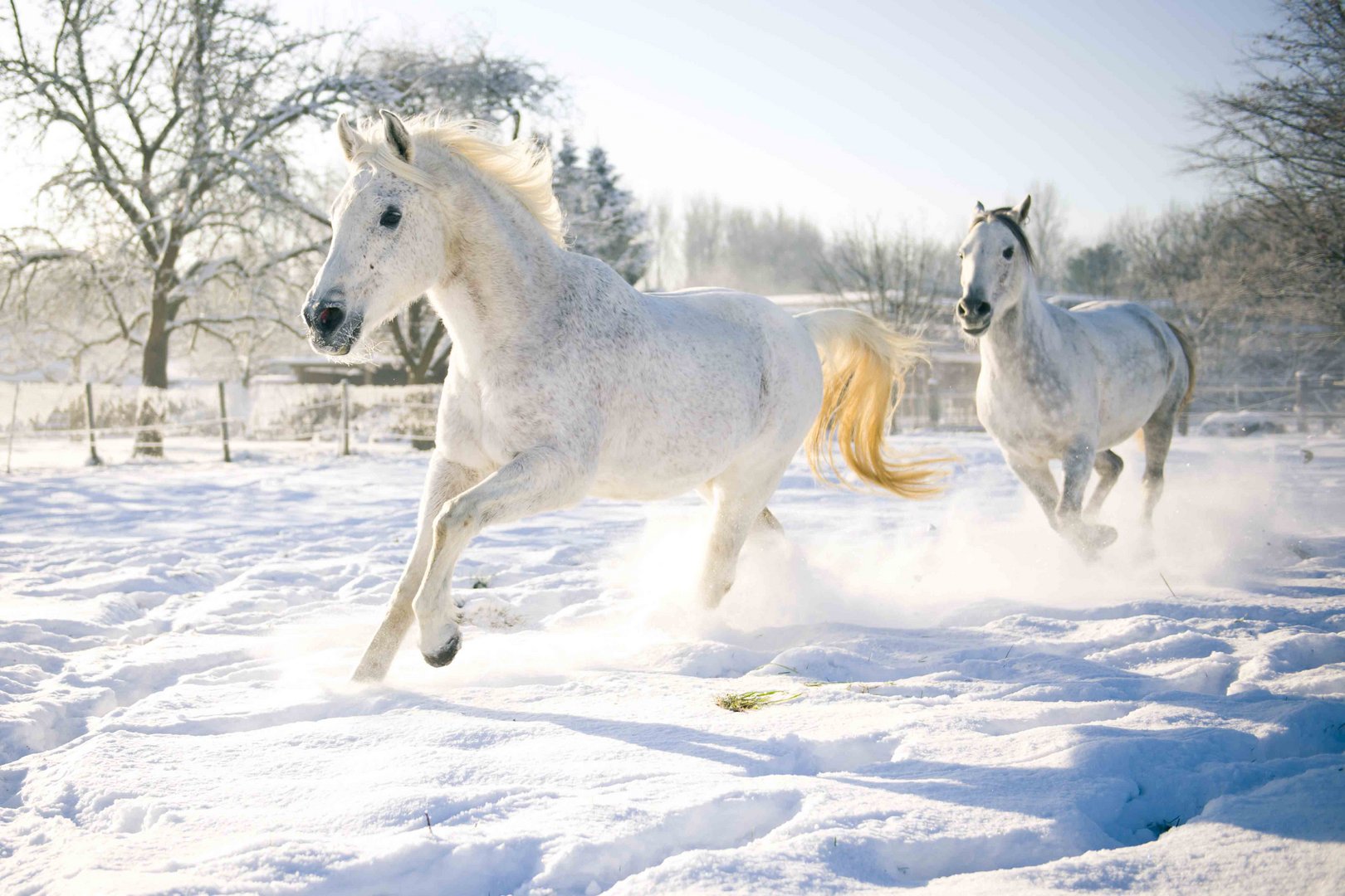 playing in the snow