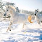 playing in the snow