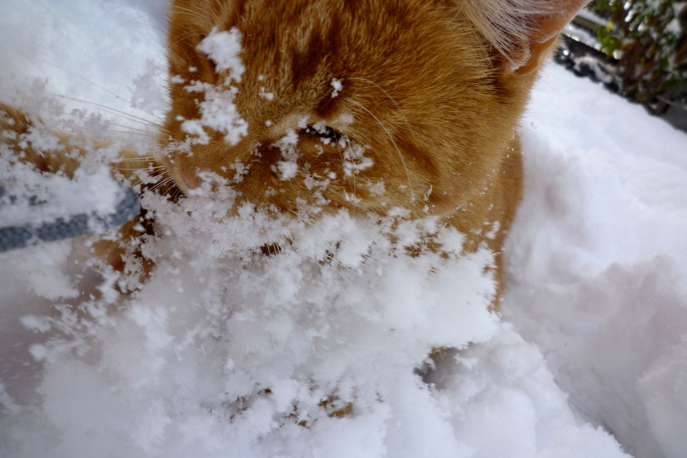 playing in the snow