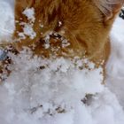 playing in the snow