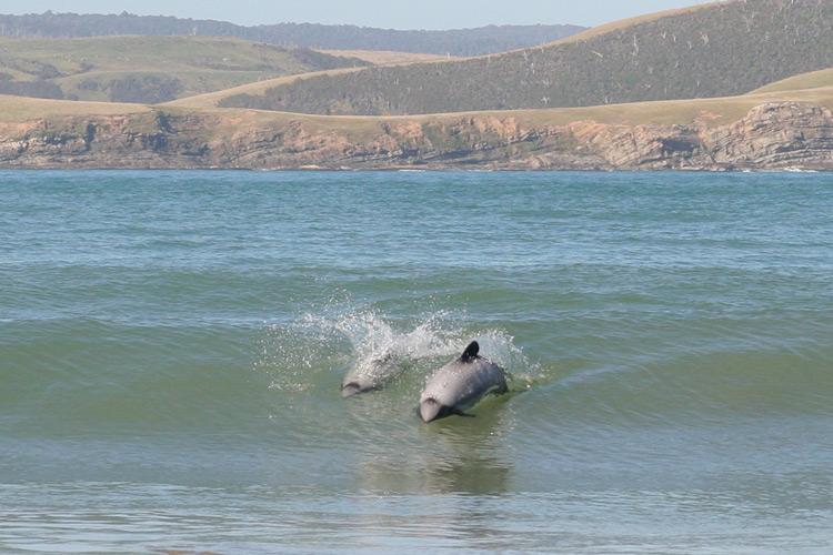 Playing in the surf