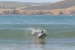 Playing in the surf