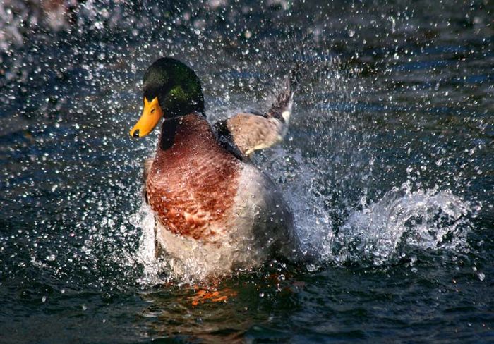 playing on water