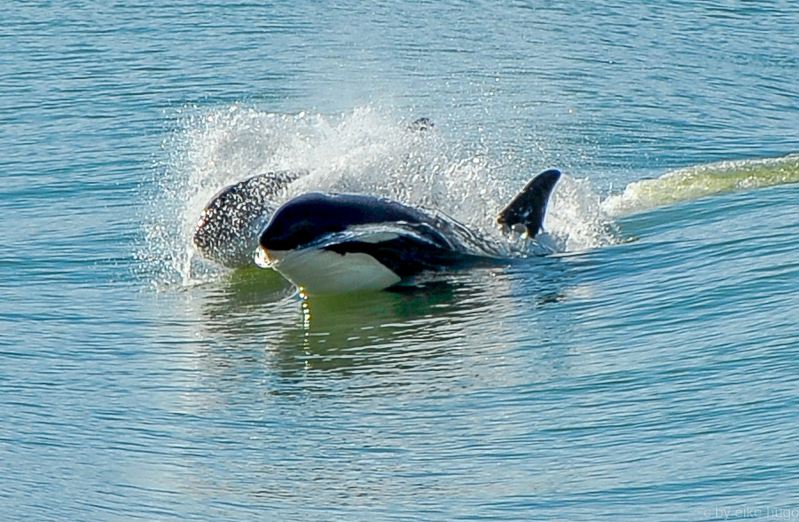 playing orcas