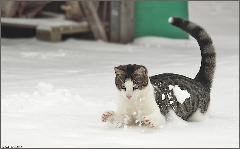 Playing Snowball