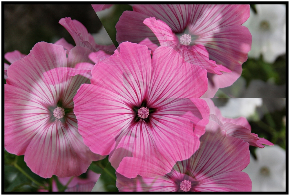 Playing with flowers ...