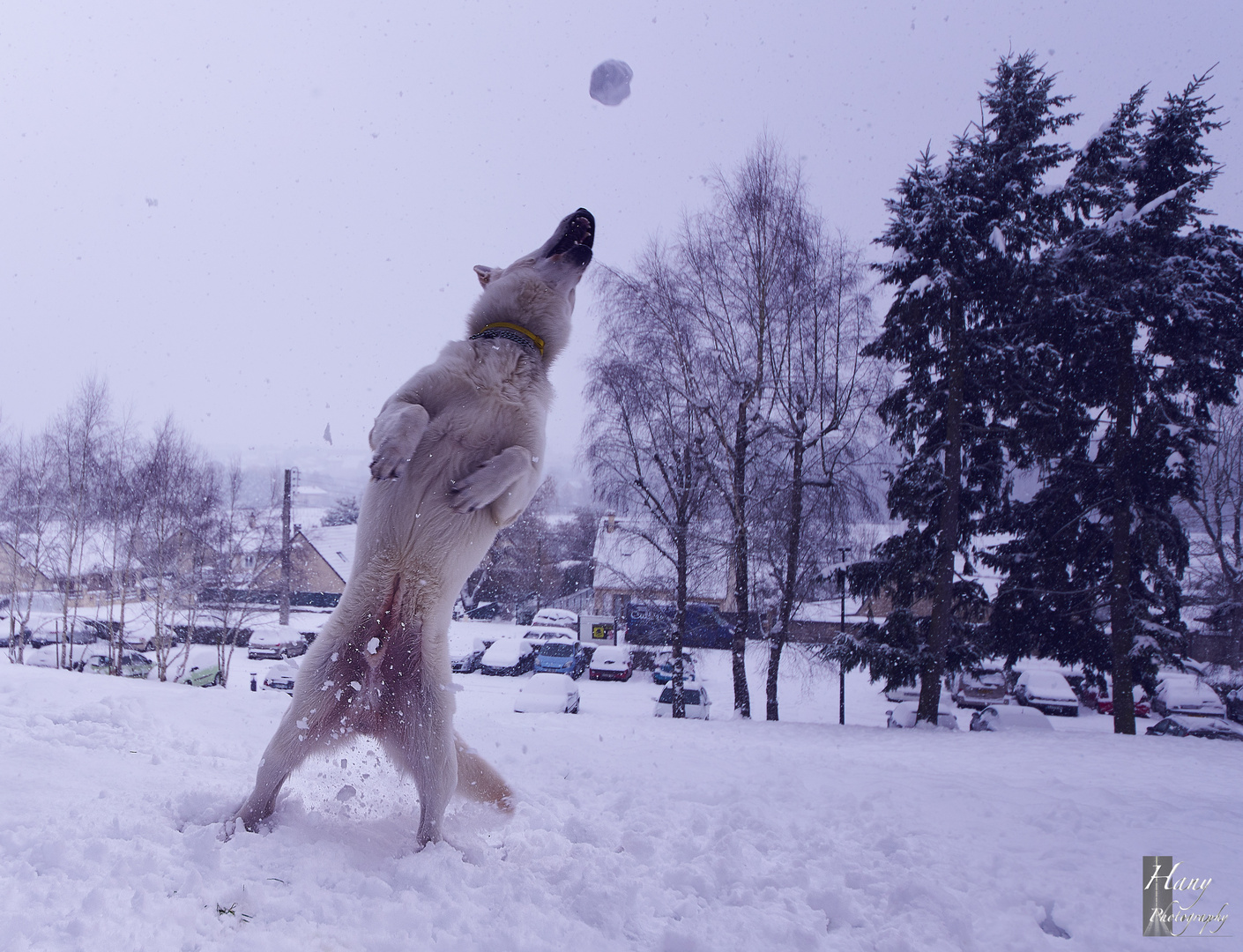 Playing With Snow