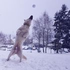 Playing With Snow