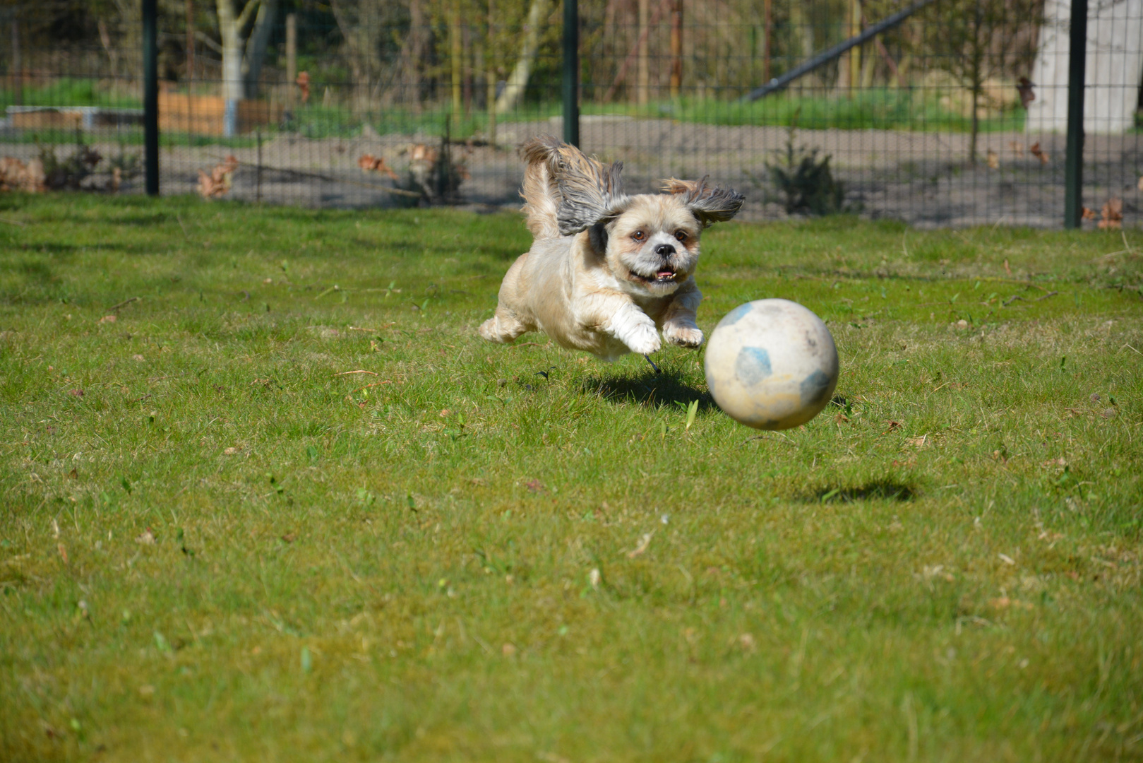 Playing with the ball.