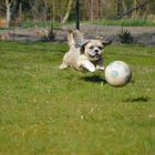 Playing with the ball.