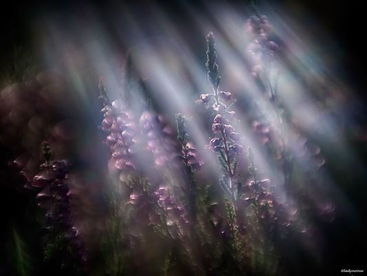 Playing With The LIght 3