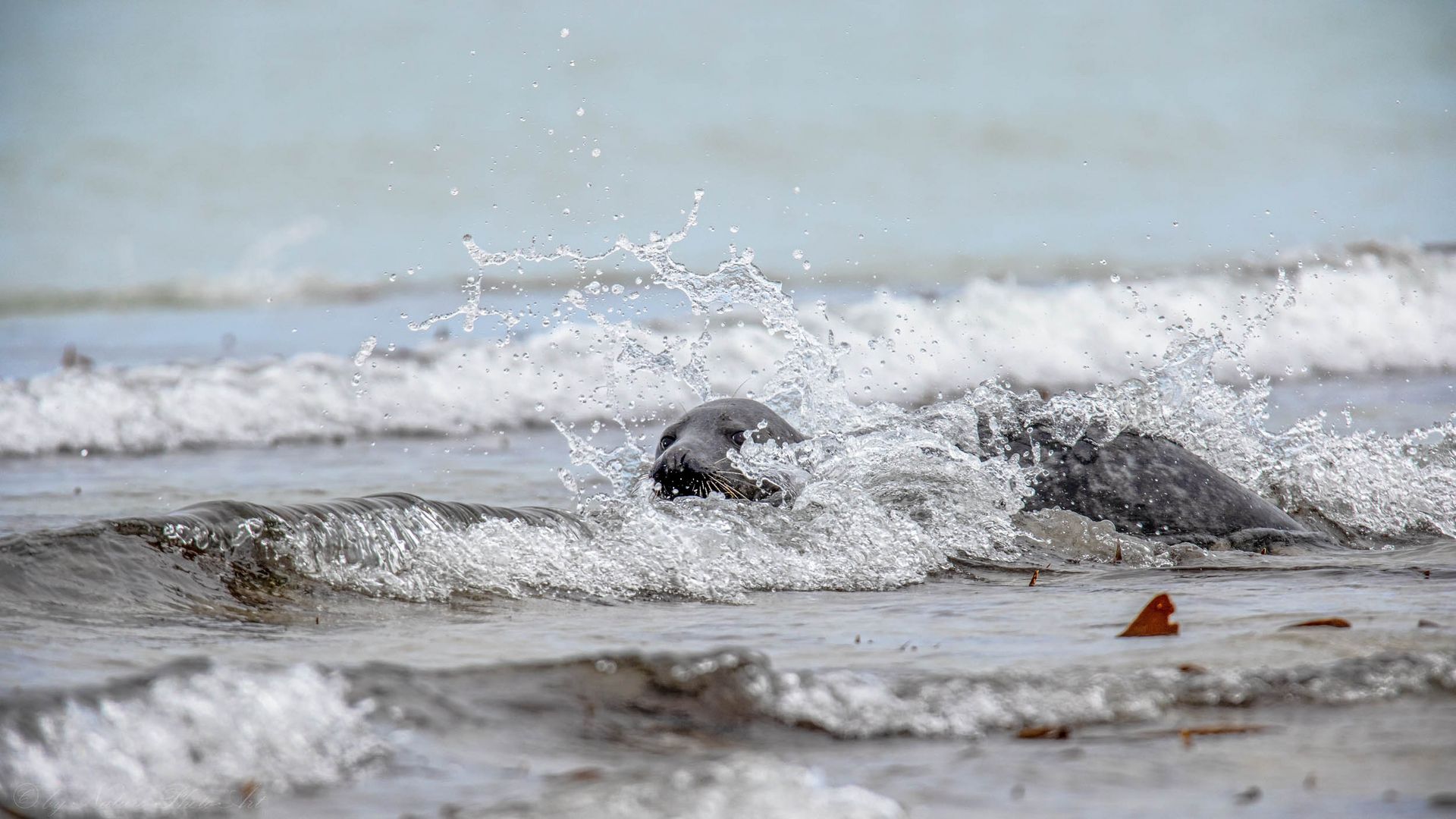 °°°playing with the surf°°°