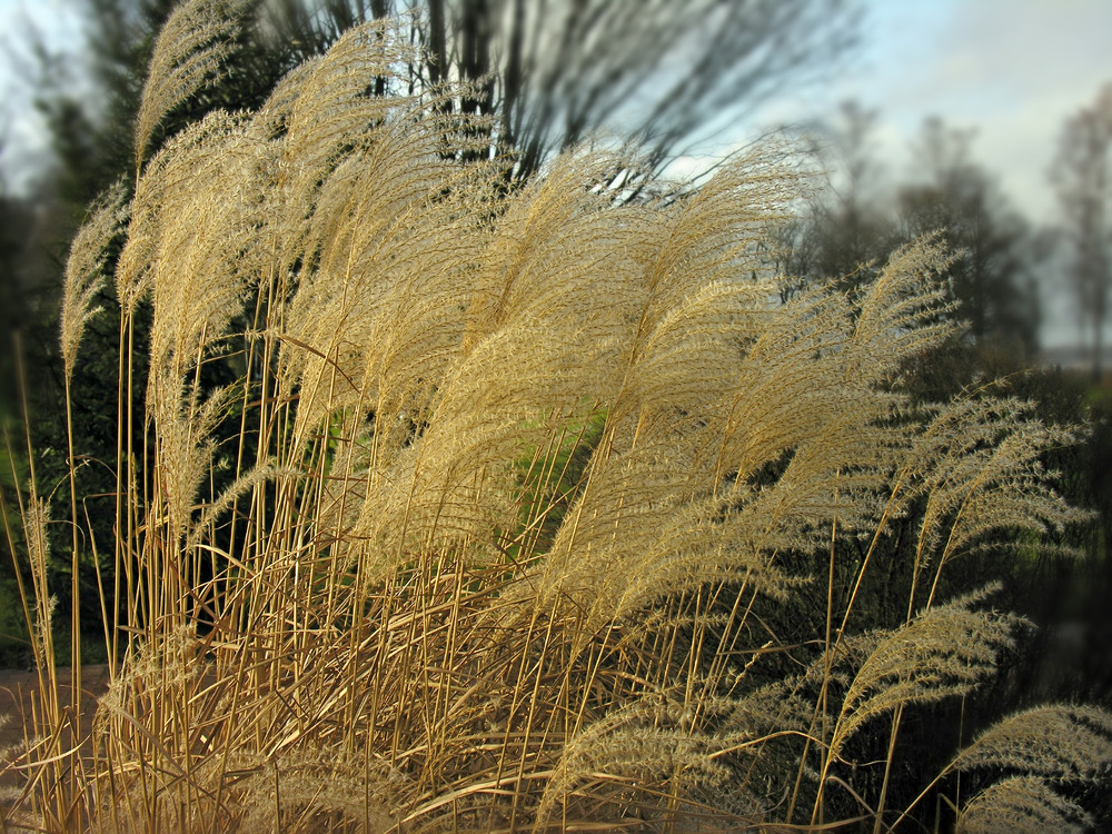 Playing with the wind - Windspiel