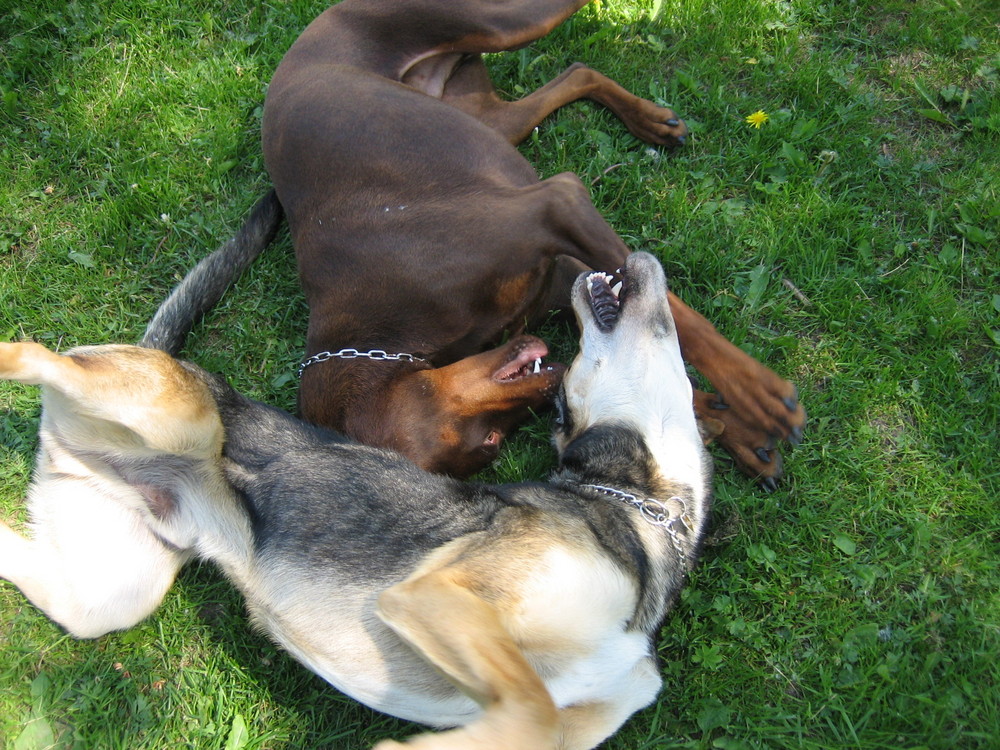 Playning in the grass