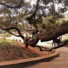 PLAZA BARRANCAS DE BELGRANO