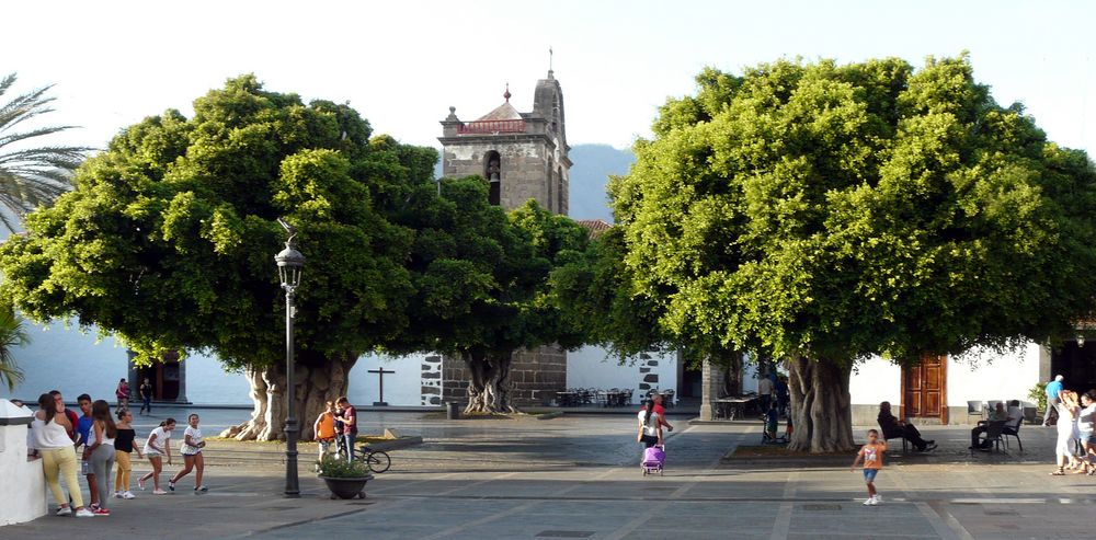  Plaza de España mit uralten Lorbeerbäumen