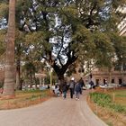 PLAZAS DE BARRIOS,BUENOS AIRES