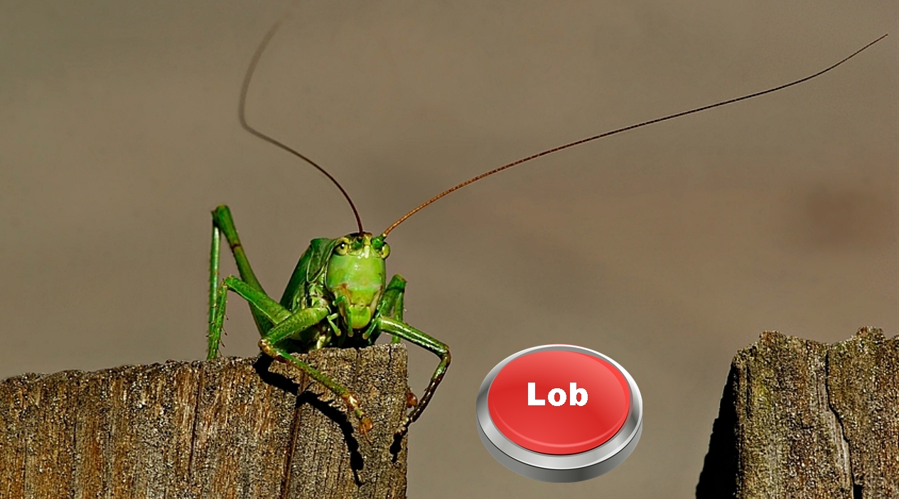 Please Do Not Just Press This Button Foto Bild Natur Insekten Tiere Bilder Auf Fotocommunity