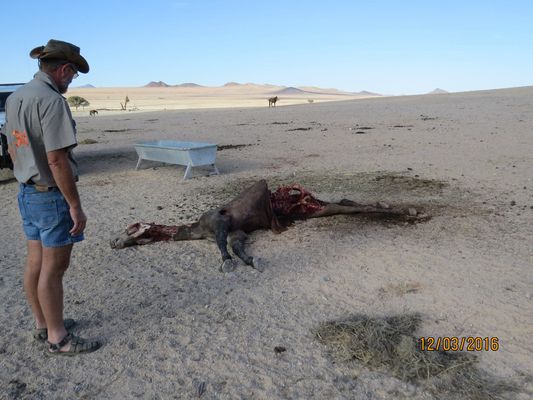 Please please help the wild desert horses13087143_1202354329795241_1884829727488106212_o