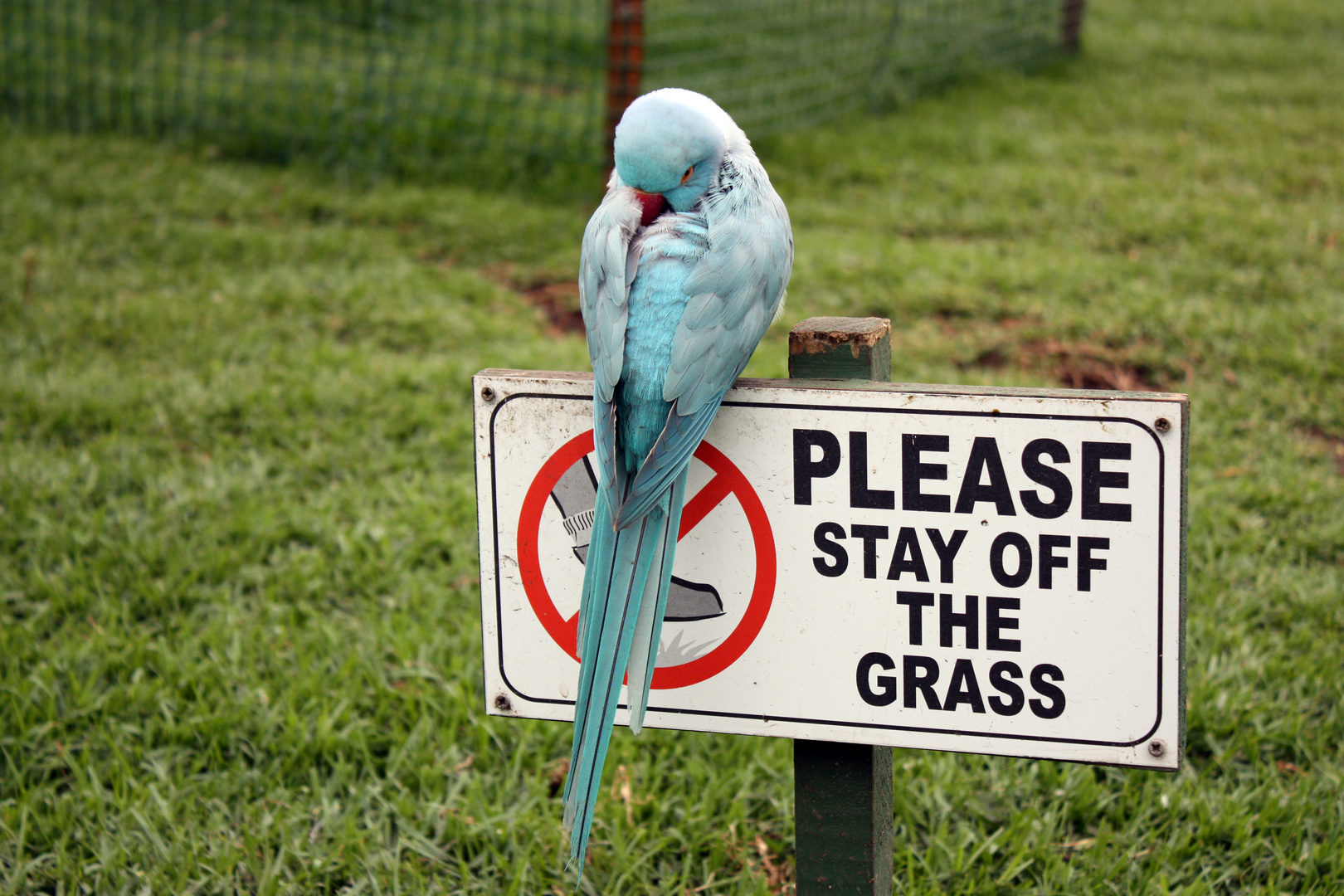 Please stay off the grass