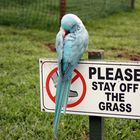 Please stay off the grass