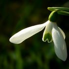 Pleated Snowdrop