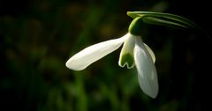 Pleated Snowdrop