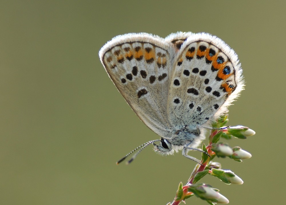 Plebeius argus