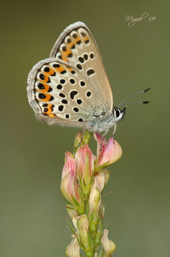 Plebejus argus