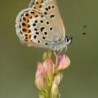 Plebejus argus