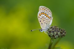 Plebejus argus