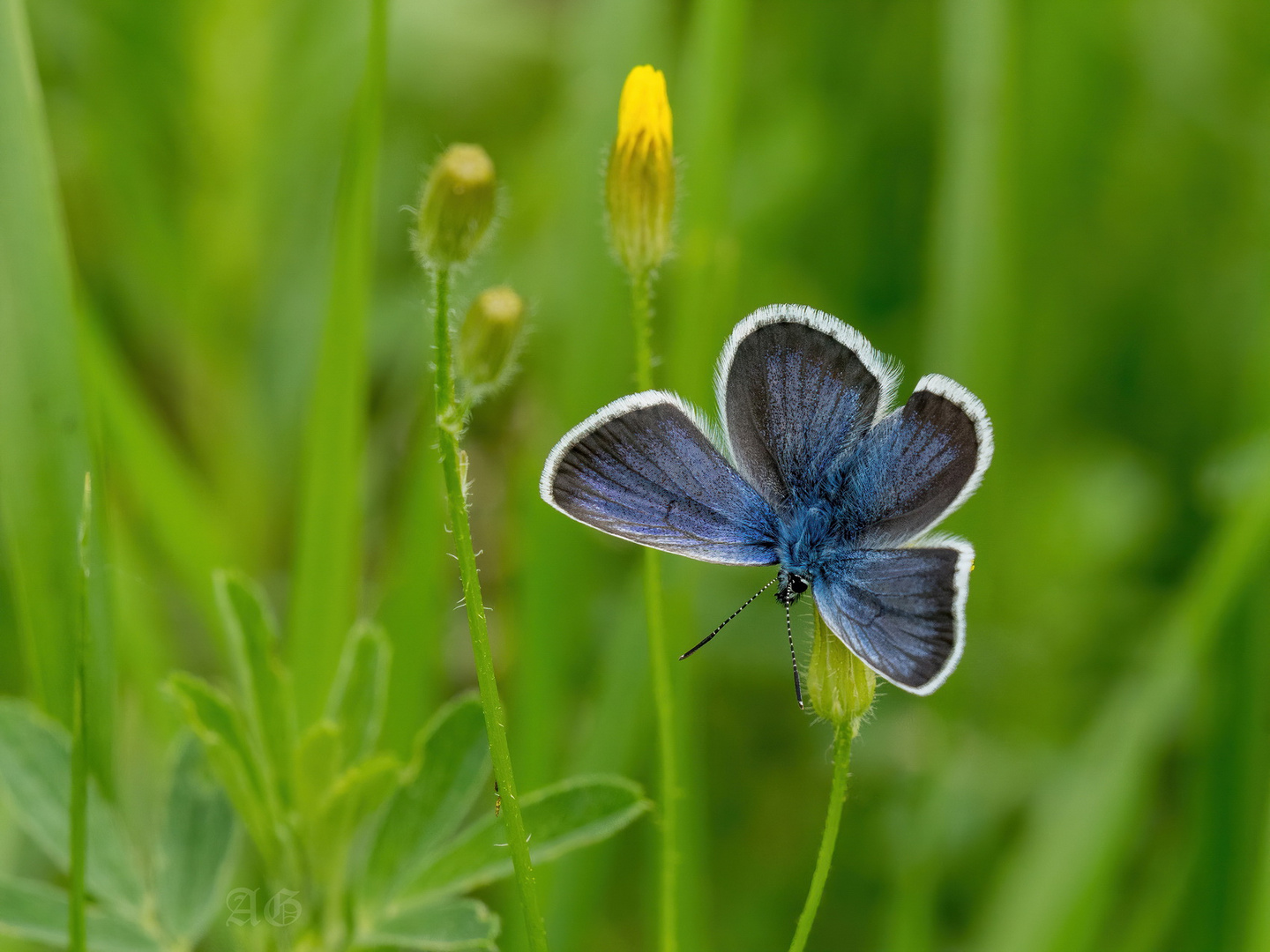 Plebejus argus