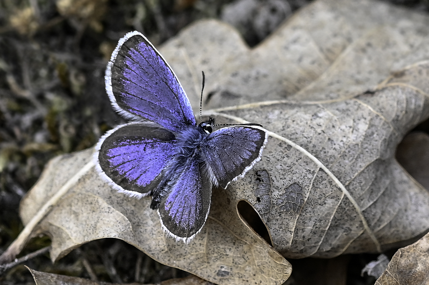 Plebejus argus...