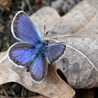 Plebejus argus...