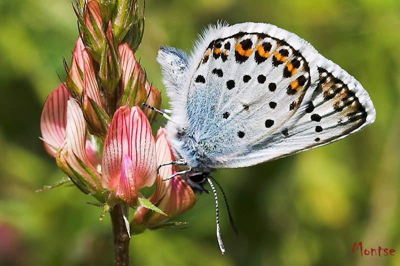 Plebejus argus