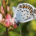 Plebejus argus