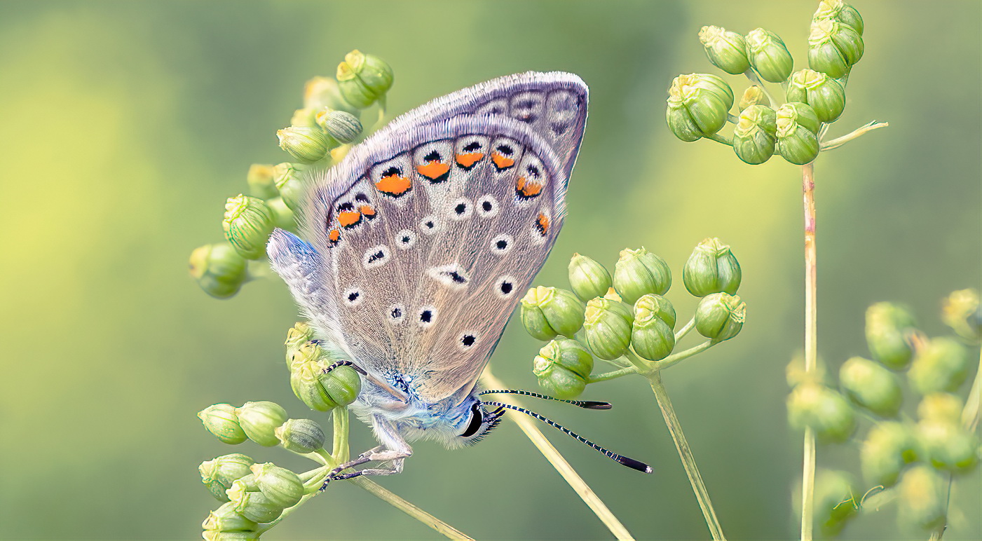 Plebejus argus