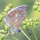 Plebejus argus