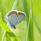 Plebejus argus