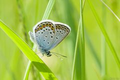 Plebejus argus