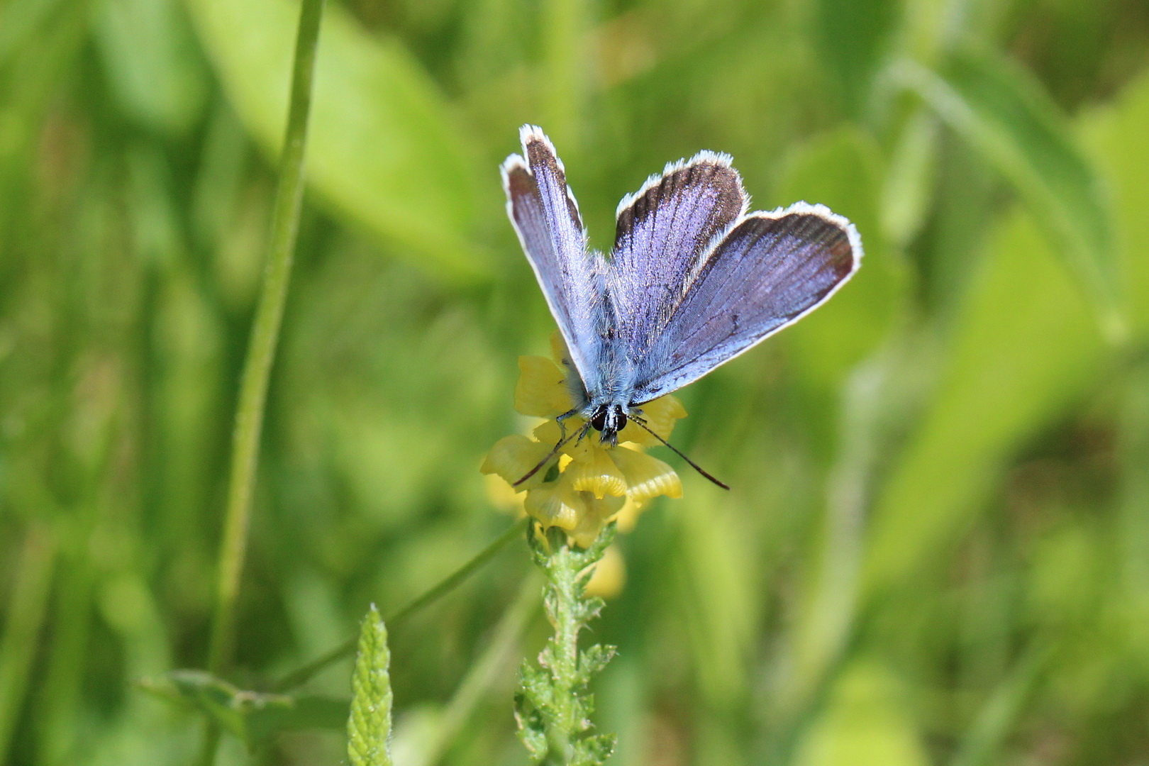 Plebejus argus