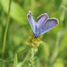 Plebejus argus